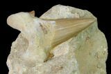 Otodus Shark Tooth Fossil in Rock - Eocene #139909-1